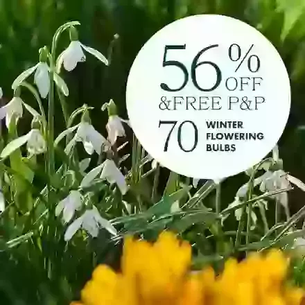 70 Winter Flowering Bulbs Offer